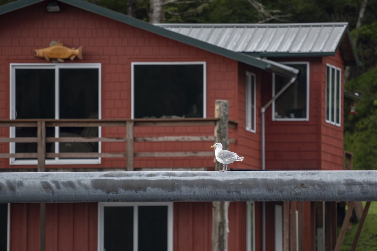 gull sp. - ML645913770