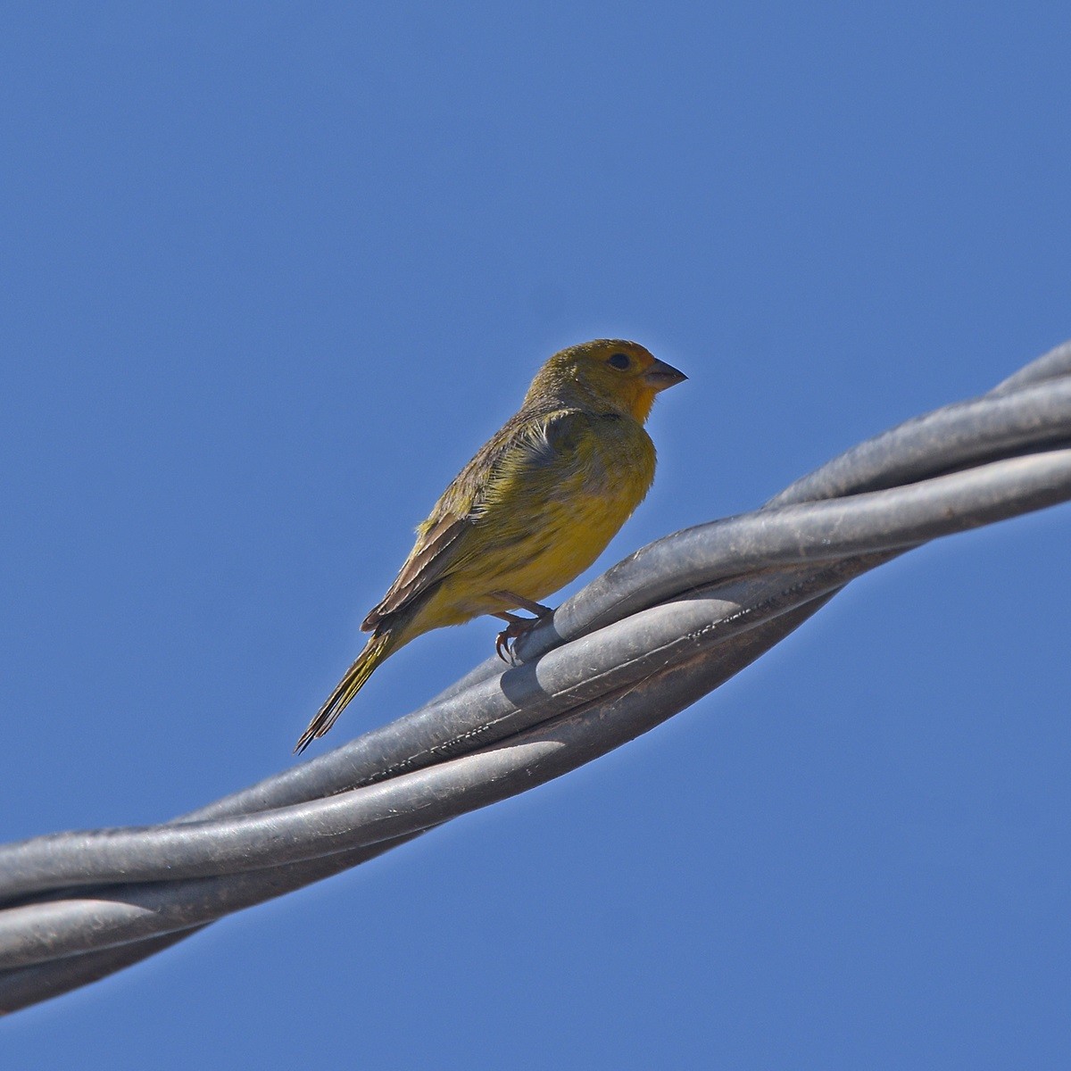 Saffron Finch - ML645913776