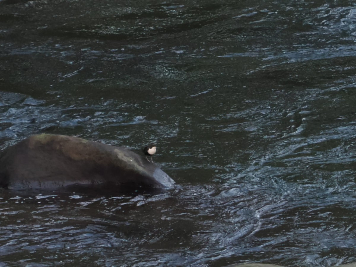Пронурок біловолий - ML645913777