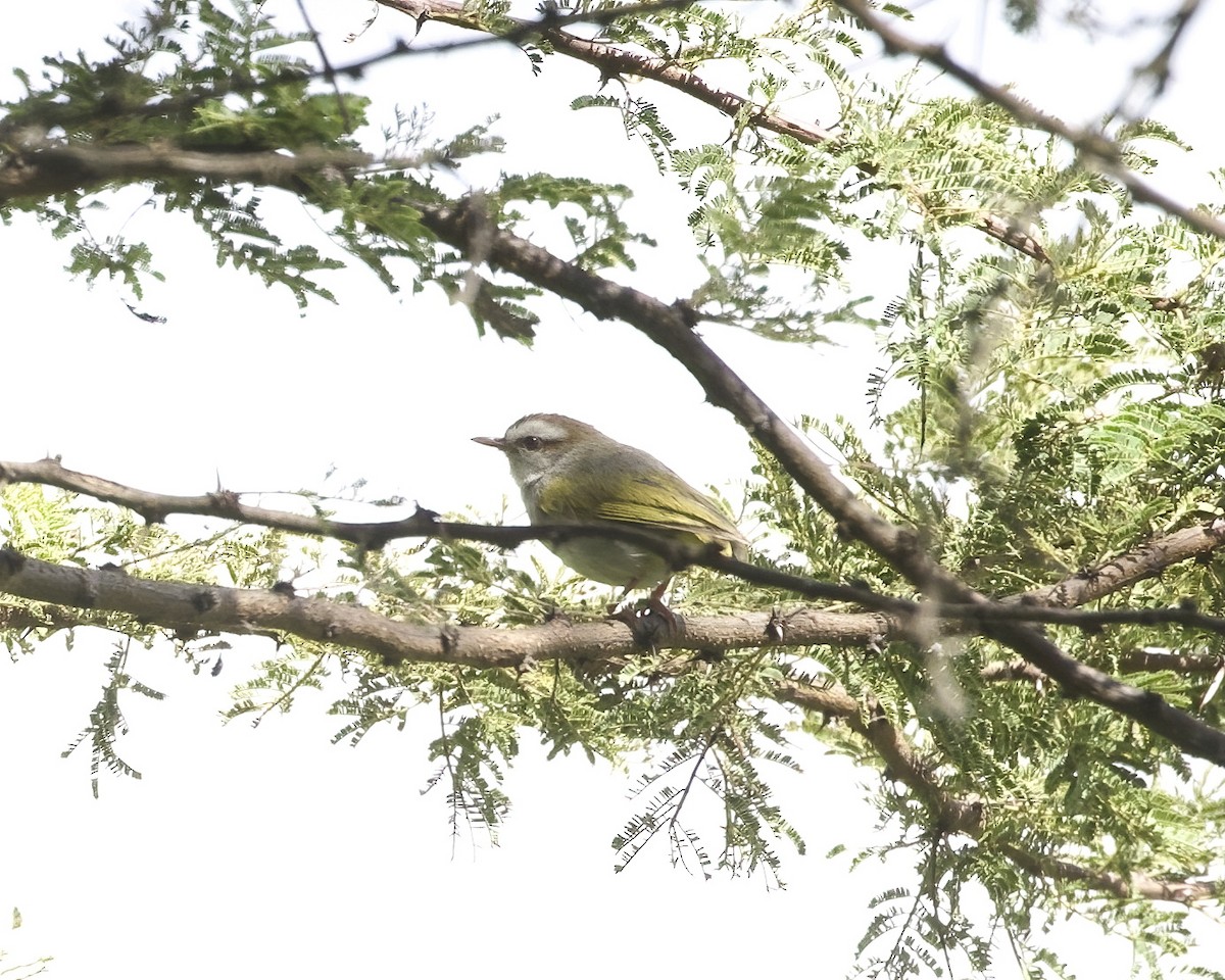 Ak Kaşlı Krombek - ML645913778