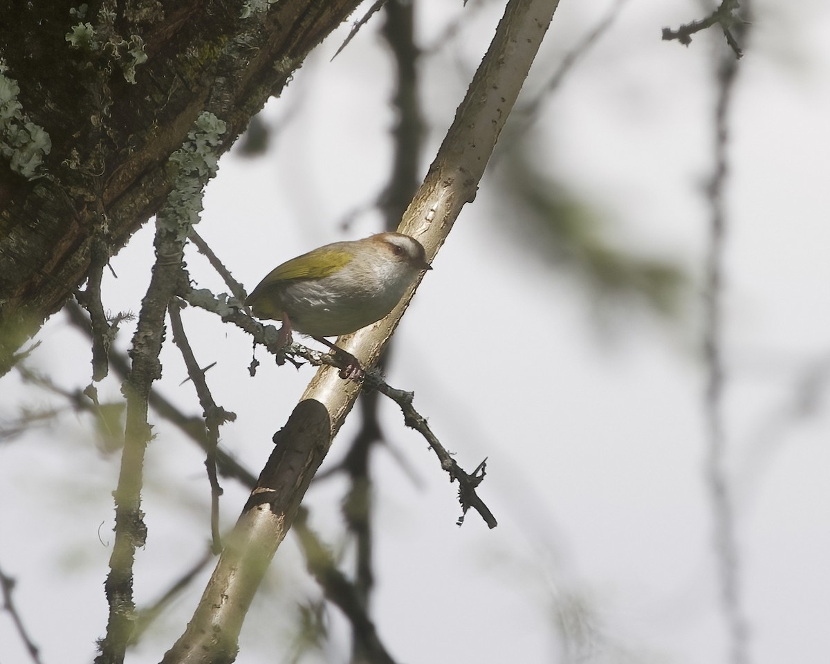 Ak Kaşlı Krombek - ML645913779