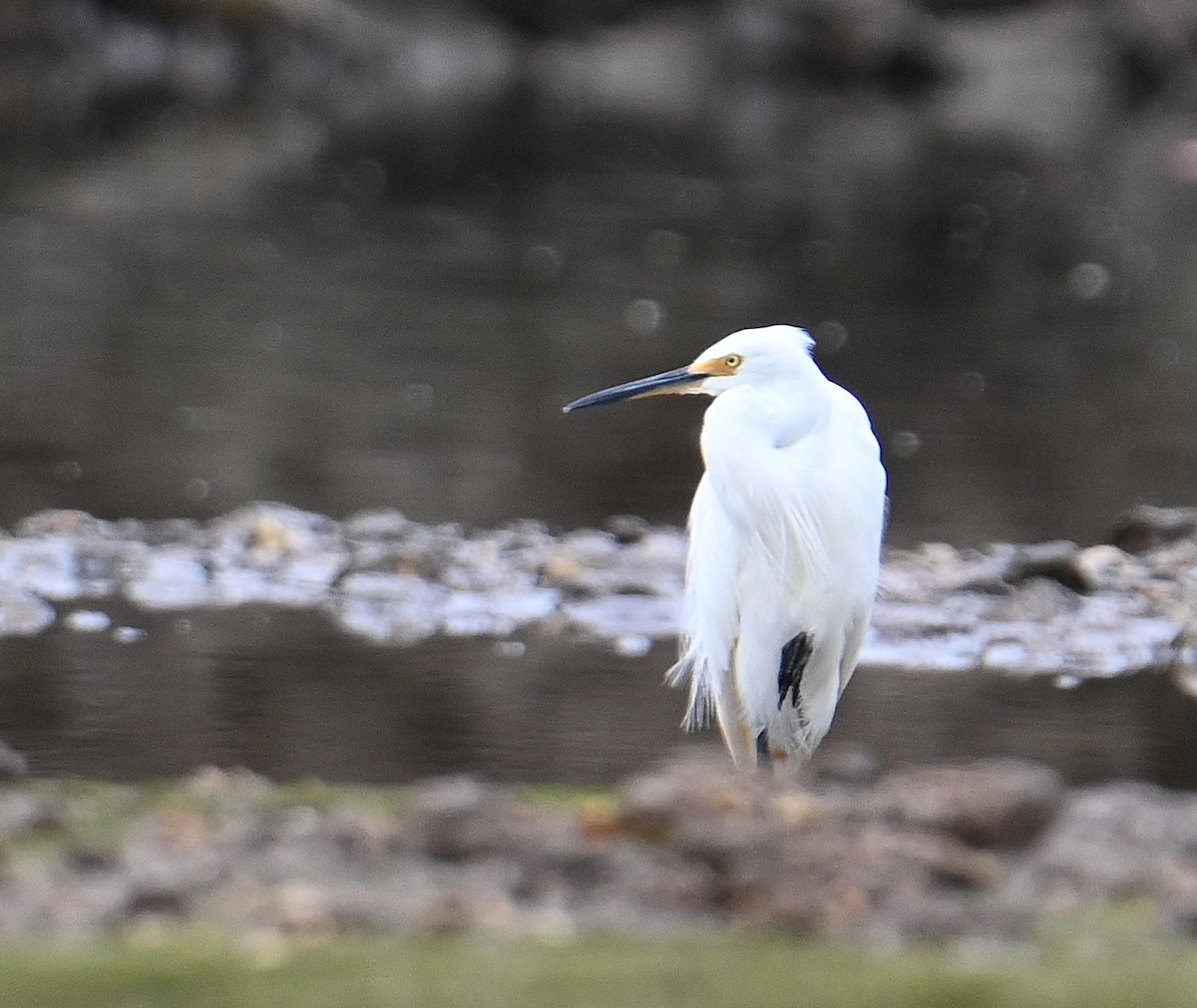 Little Egret - ML645913781