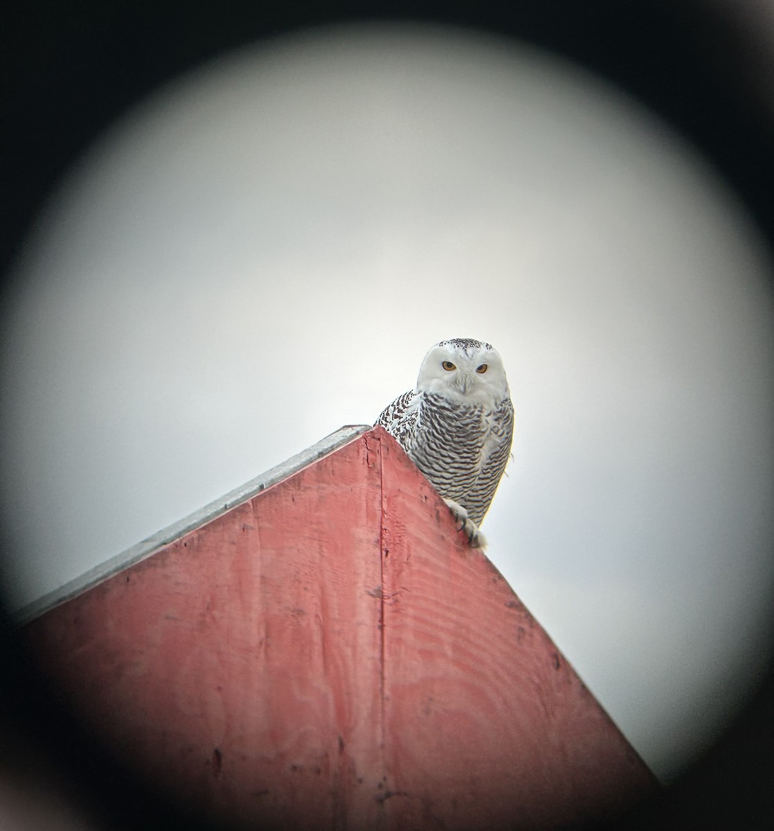 לילית שלג - ML645913783