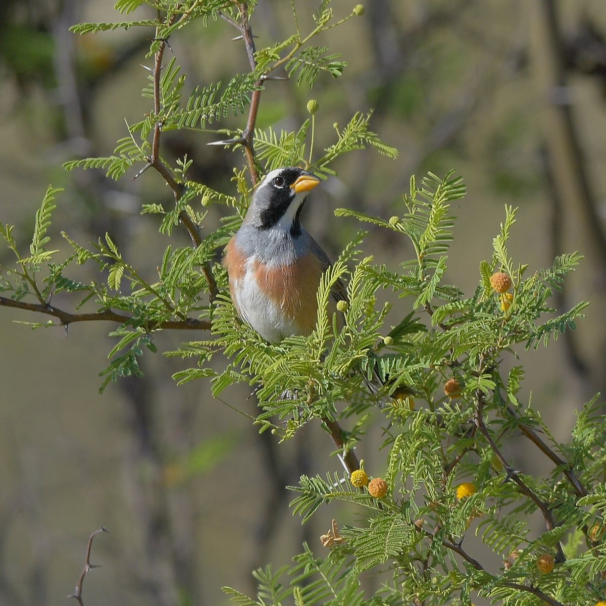 Many-colored Chaco Finch - ML645913787