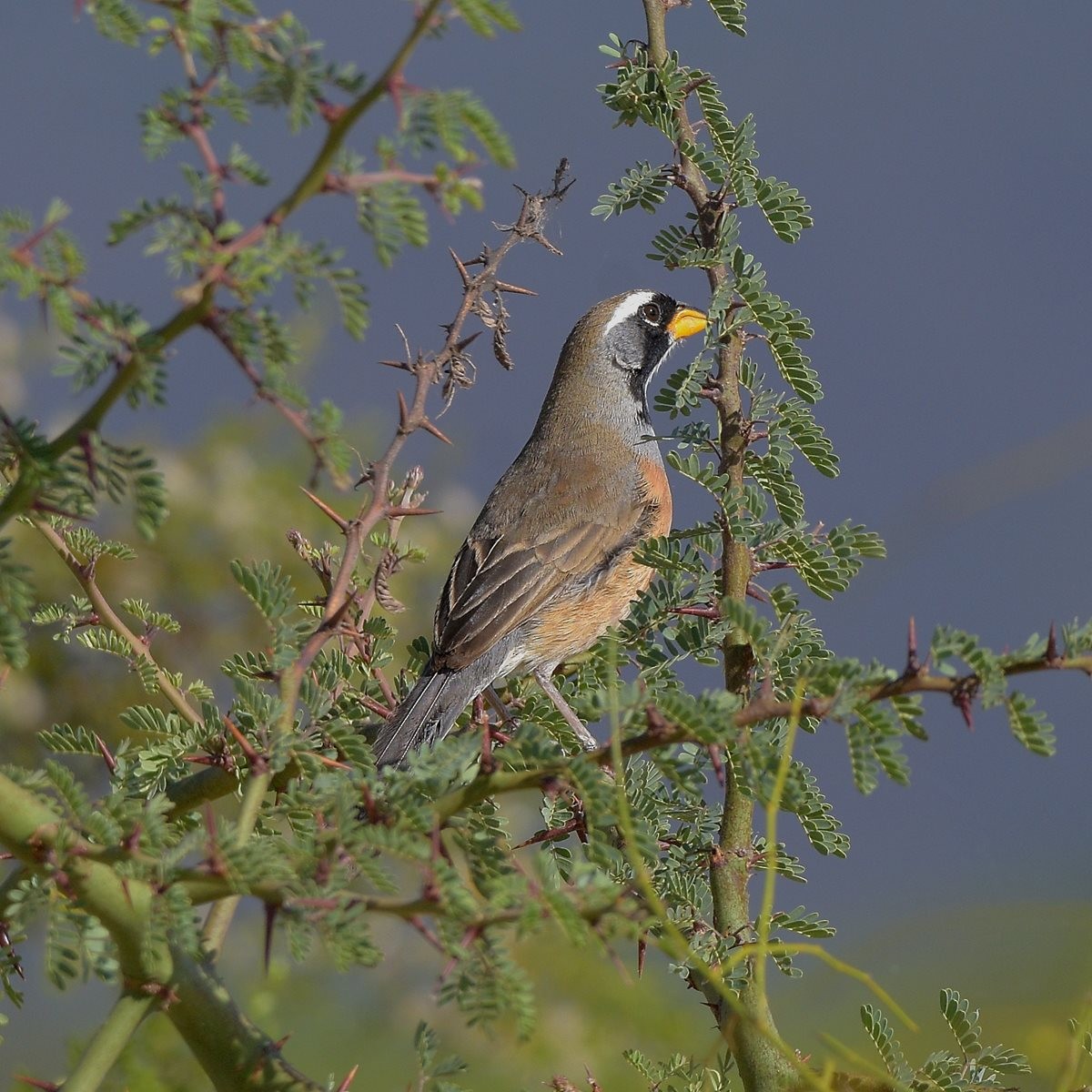 Many-colored Chaco Finch - ML645913788