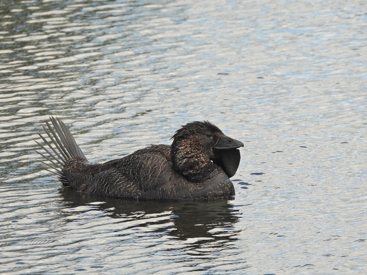 Савка сіра - ML645913791