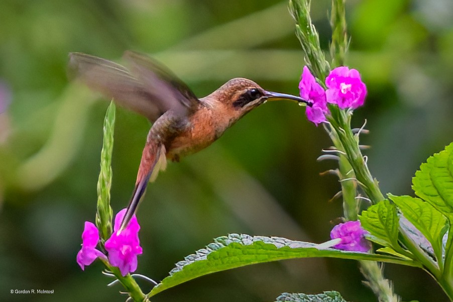 Stripe-throated Hermit - ML645913798