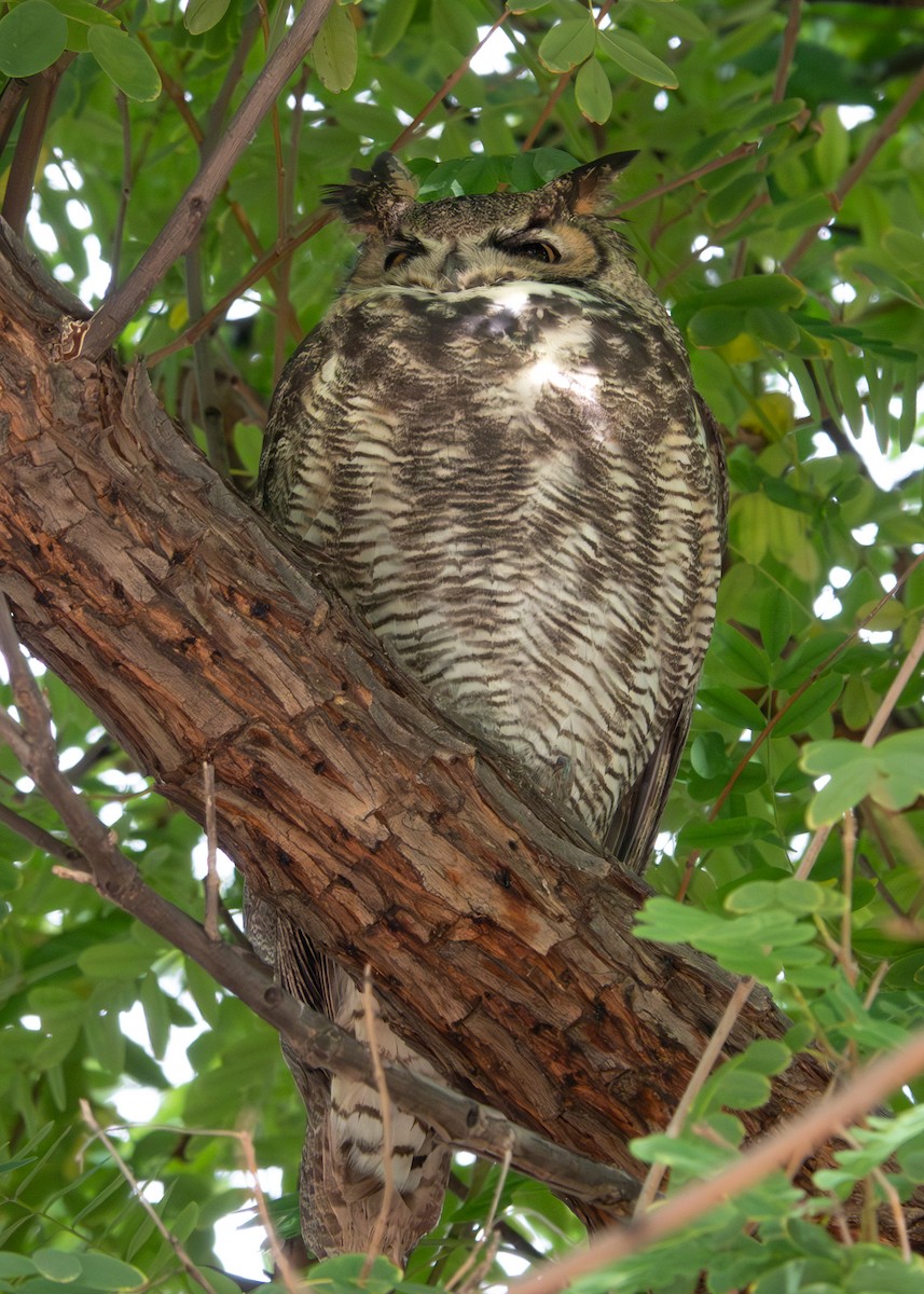 Great Horned Owl - ML645913801