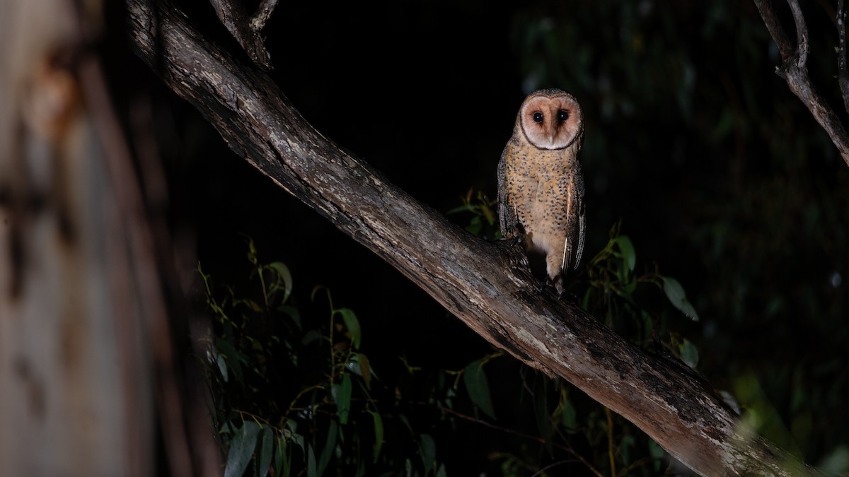 Australian Masked-Owl - ML645913802