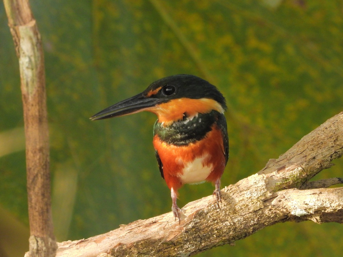 American Pygmy Kingfisher - ML645913804
