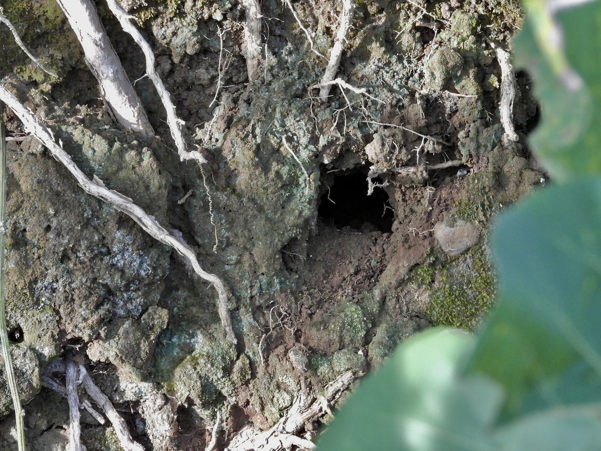American Pygmy Kingfisher - ML645913805