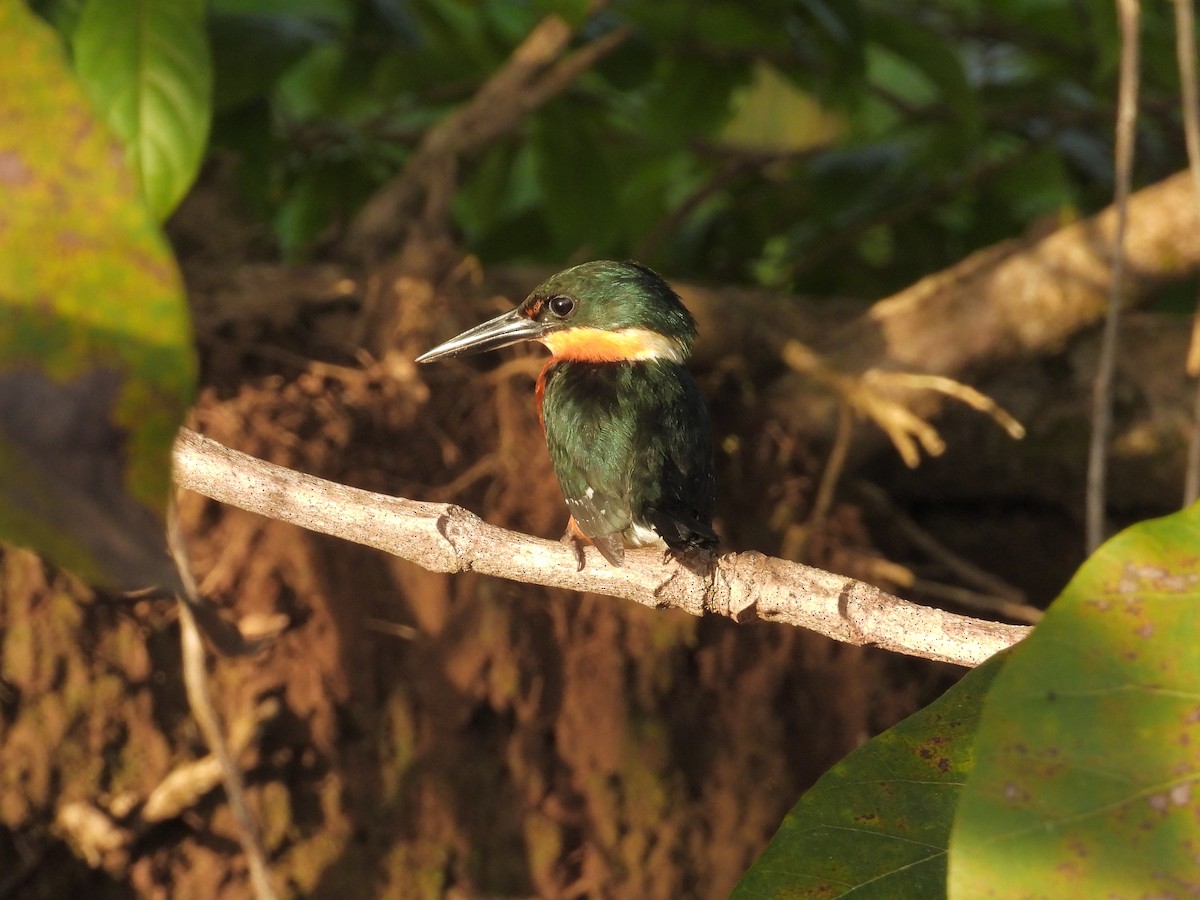 American Pygmy Kingfisher - ML645913806