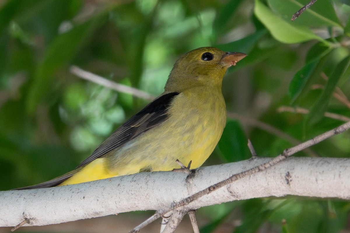 Scarlet Tanager - ML645913811