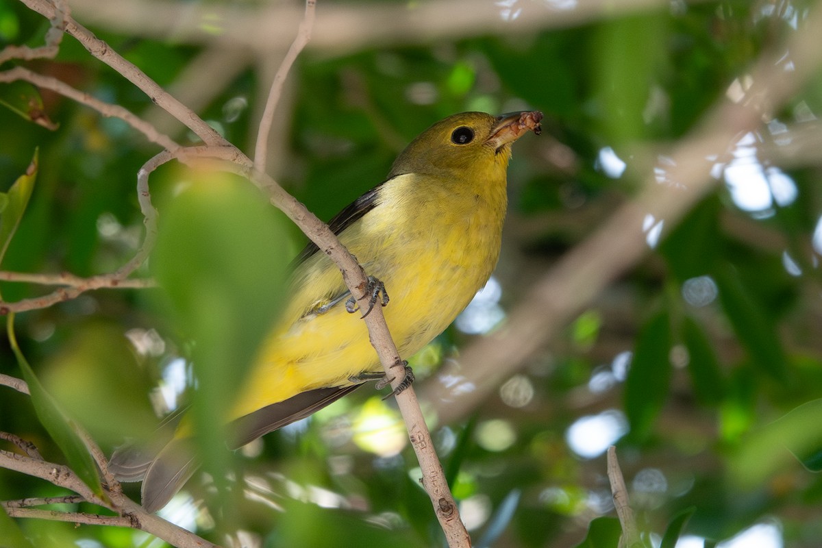 Scarlet Tanager - ML645913812