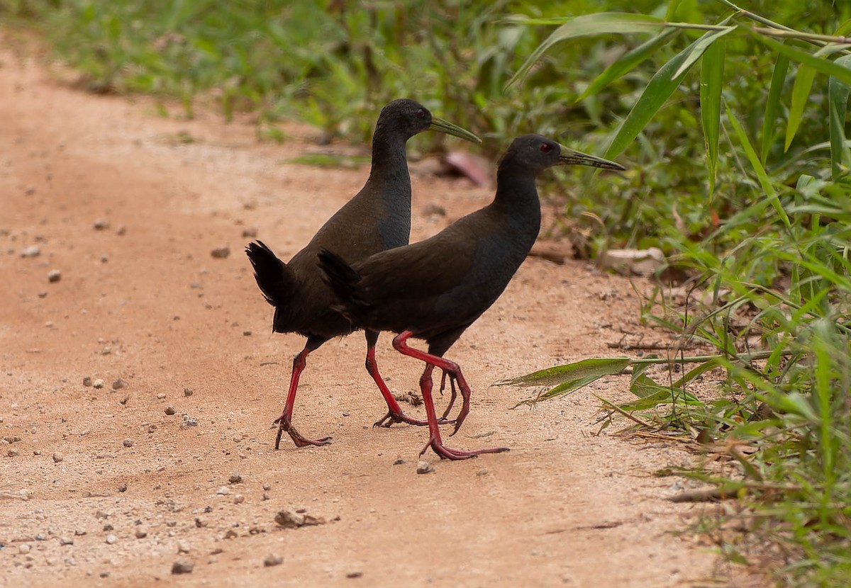 Râle noirâtre - ML645913818