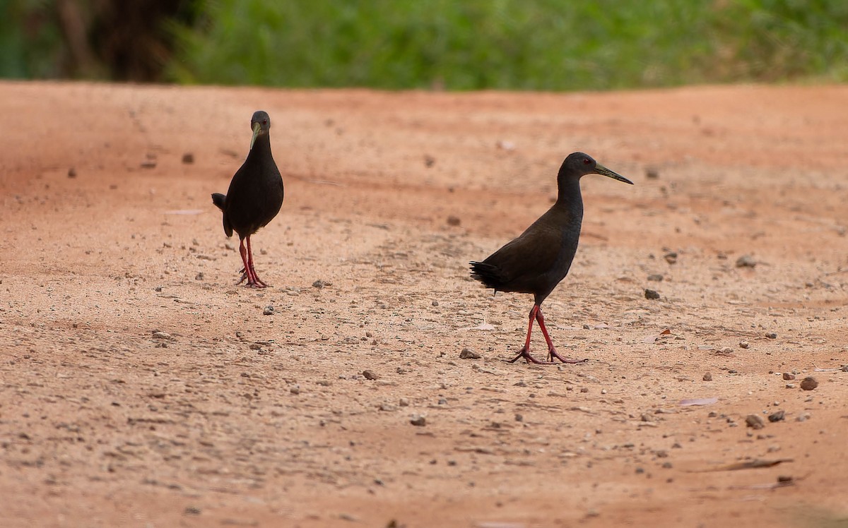 Râle noirâtre - ML645913819