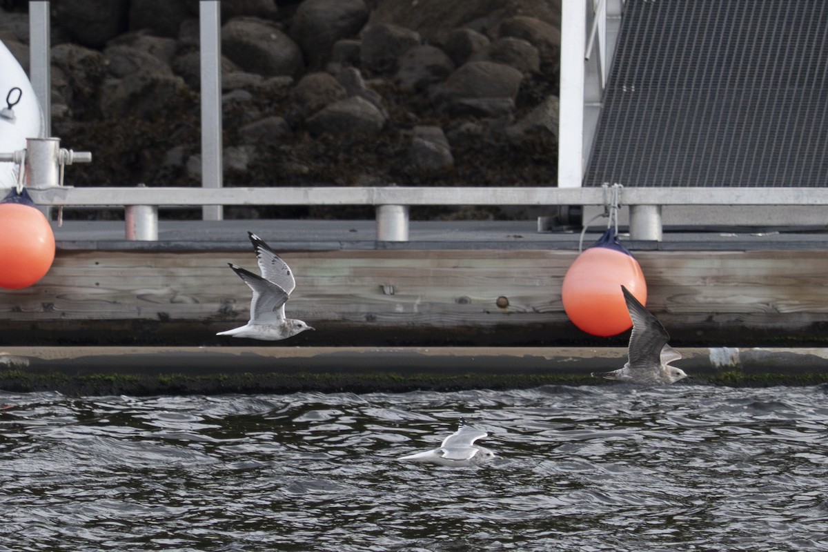 gull sp. - ML645913820