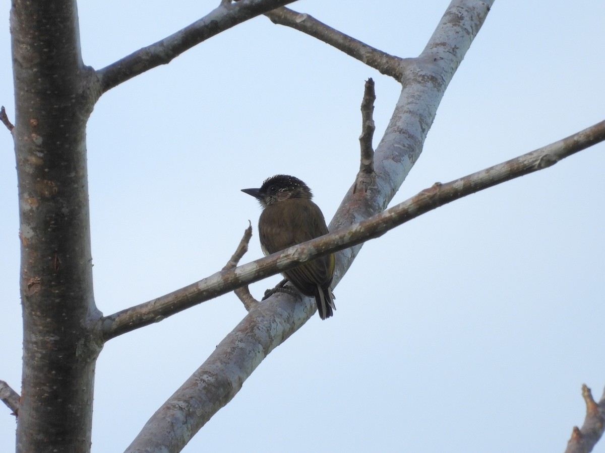 Добаш оливковий - ML645913825