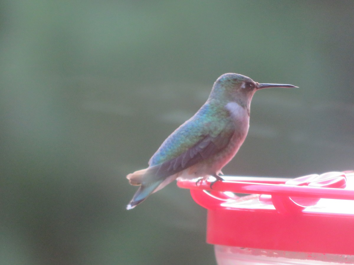 Колібрієві sp. - ML645913827