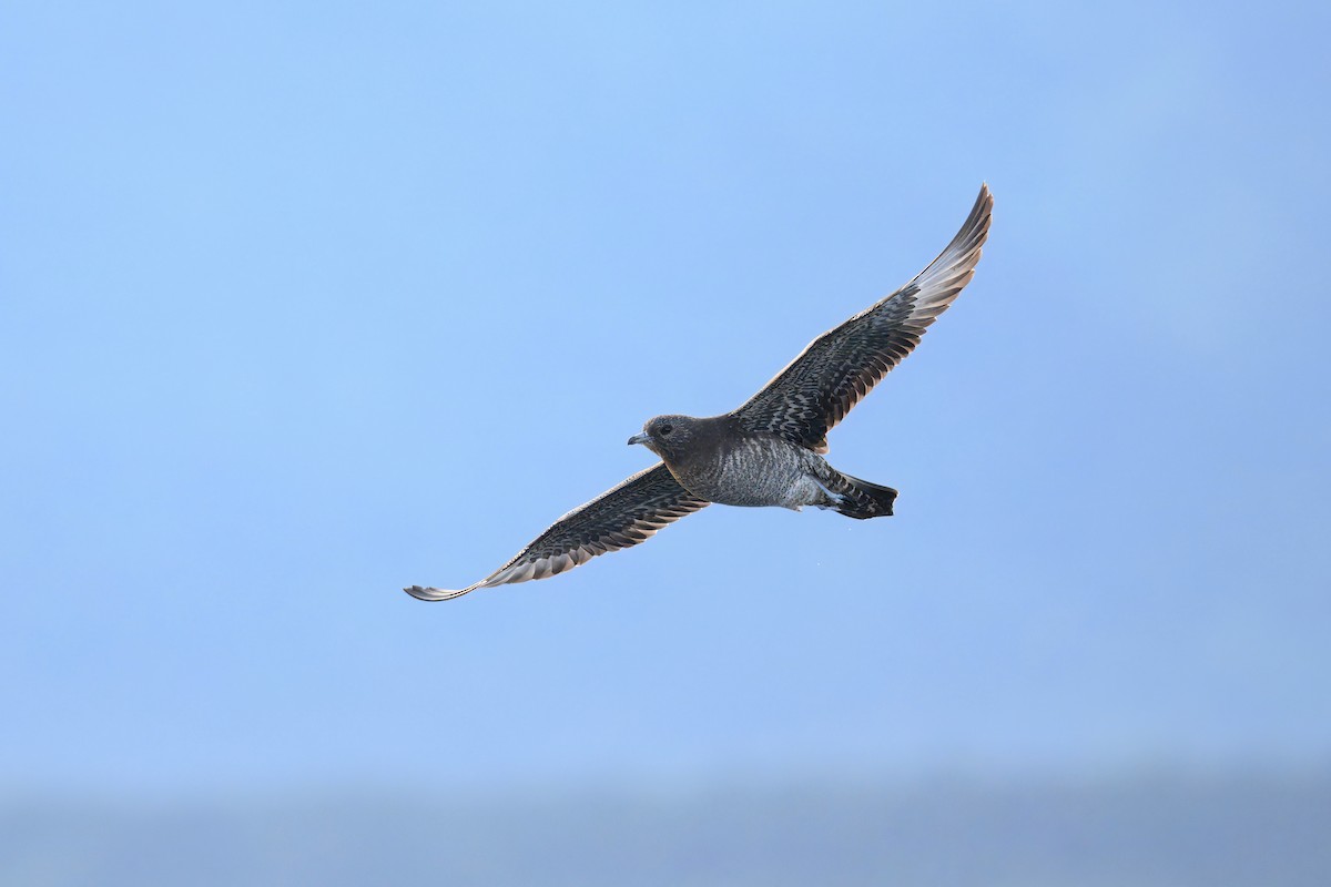 Поморник короткохвостий - ML645913829