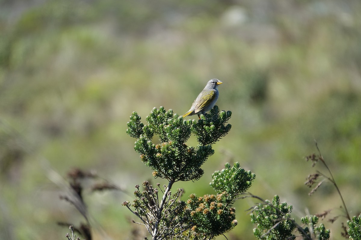 Пампасник світлоголовий - ML645913830
