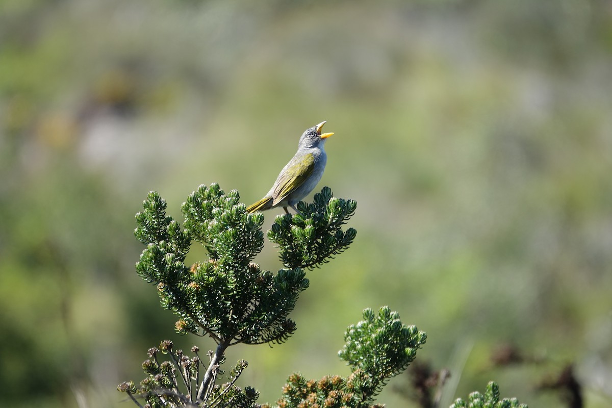 Пампасник світлоголовий - ML645913831