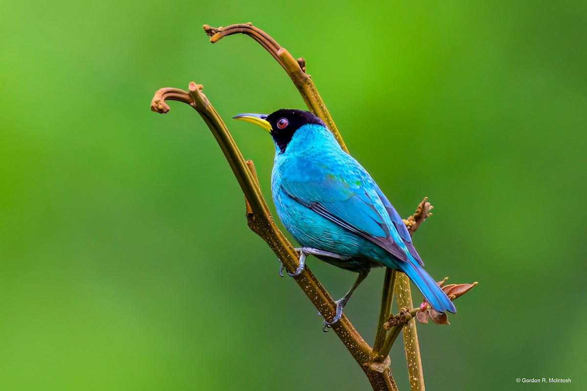 Саї великий - ML645913833