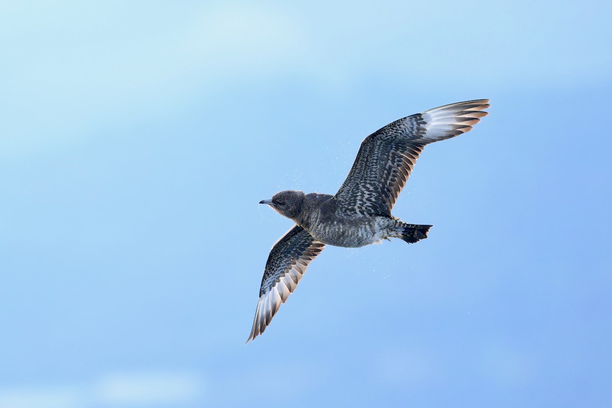 Поморник короткохвостий - ML645913834