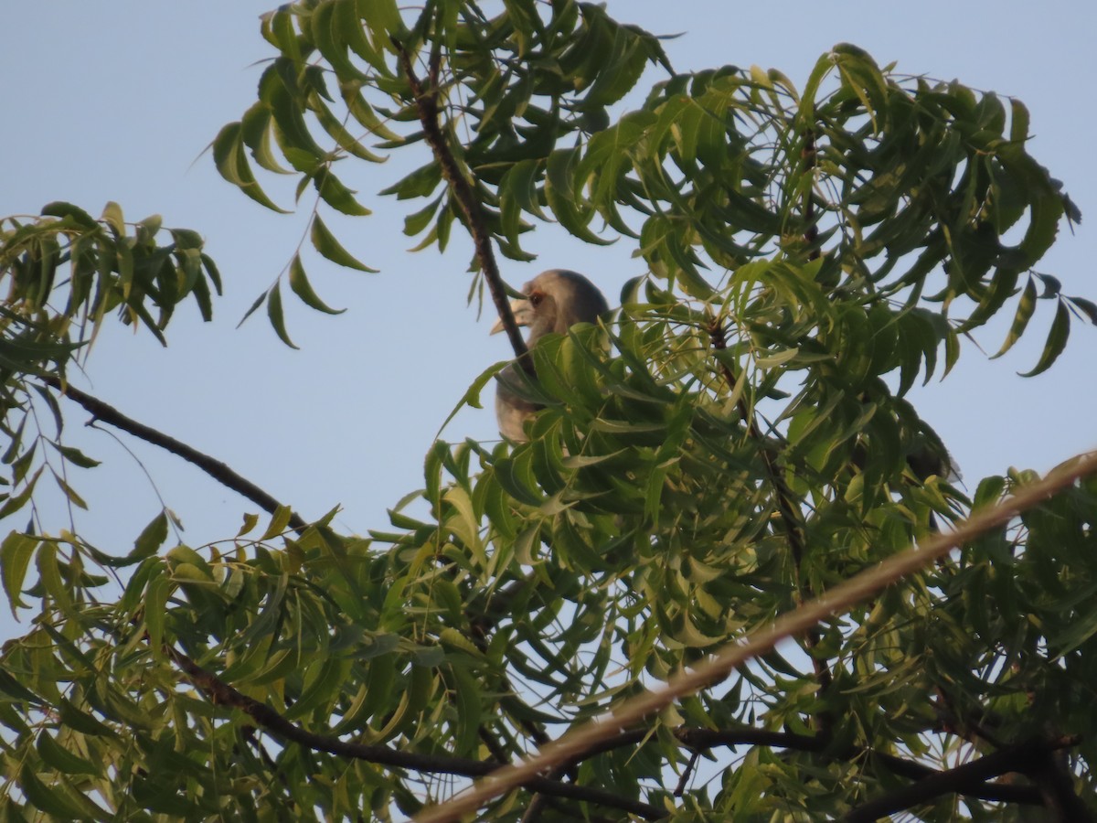Токо індійський - ML645913835
