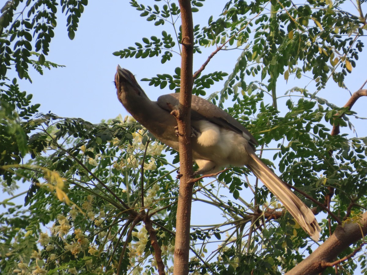 Токо індійський - ML645913836