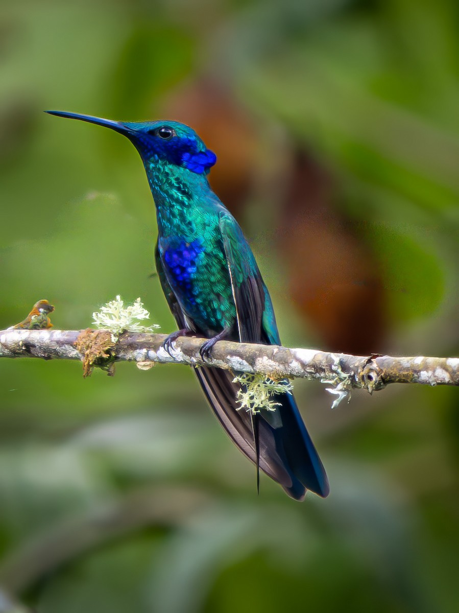 Колібрі синьочеревий - ML645913838