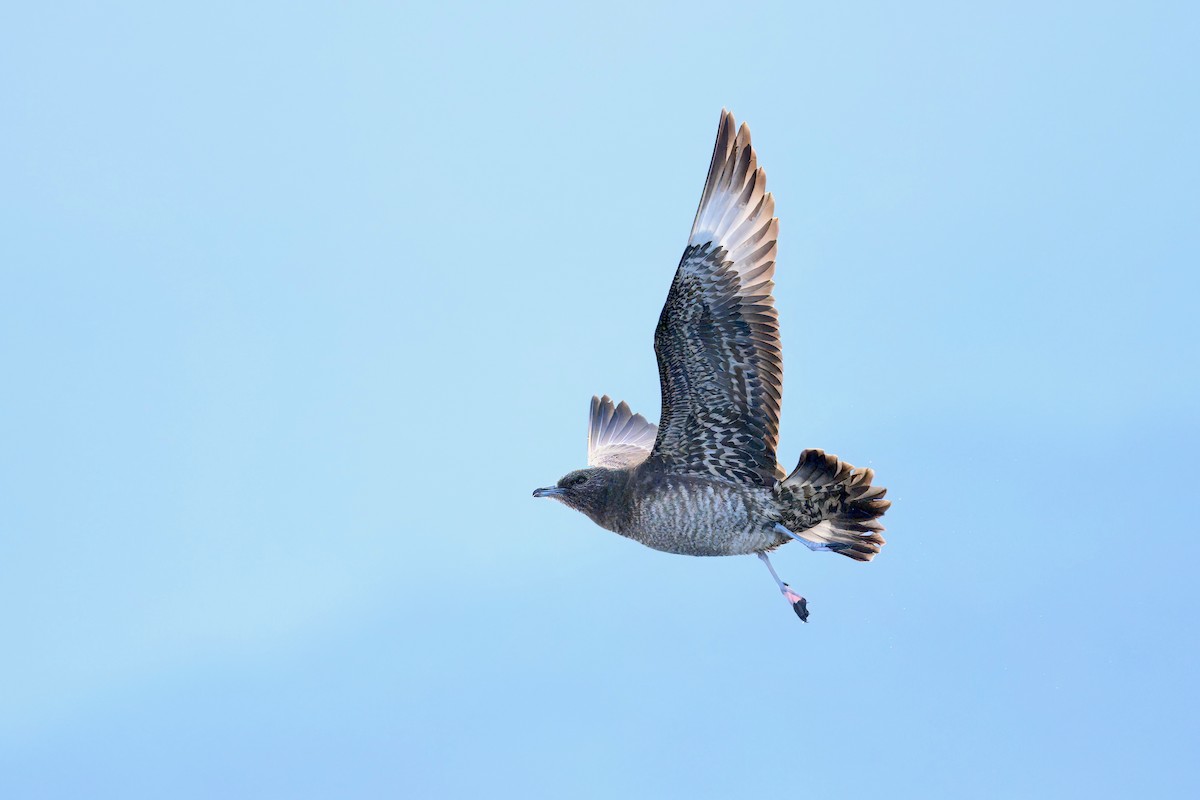 Поморник короткохвостий - ML645913839