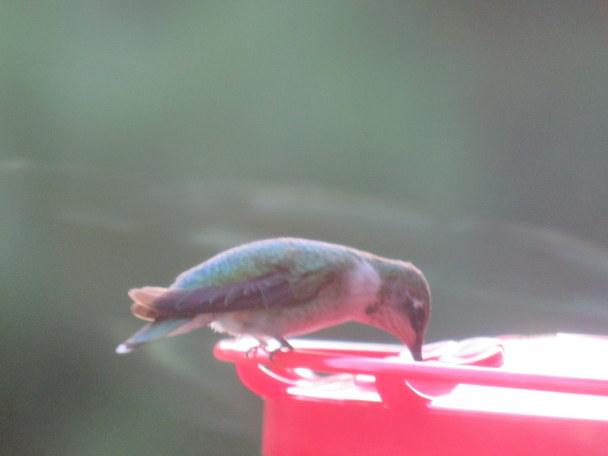 Колібрієві sp. - ML645913840