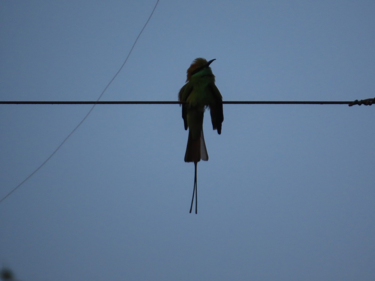 Бджолоїдка мала - ML645913841