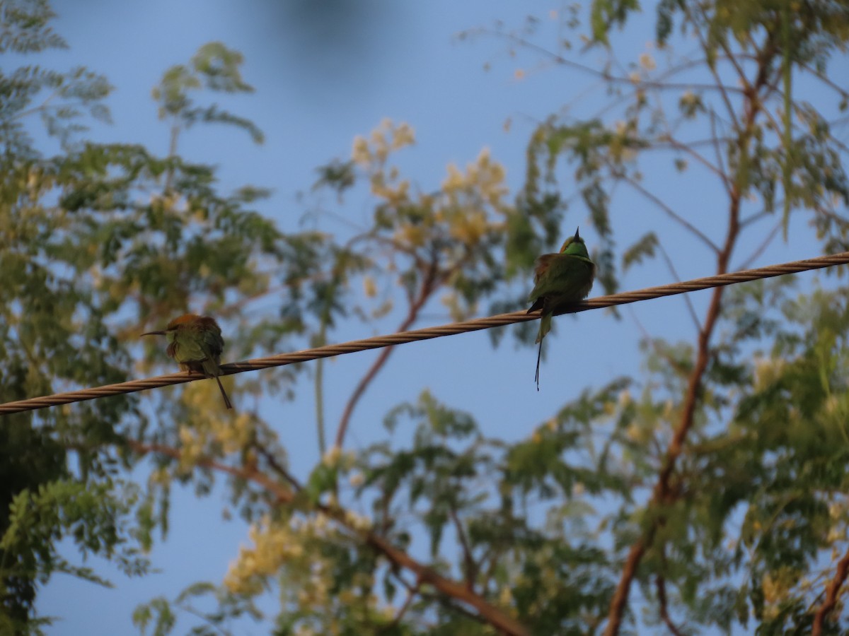 Бджолоїдка мала - ML645913842