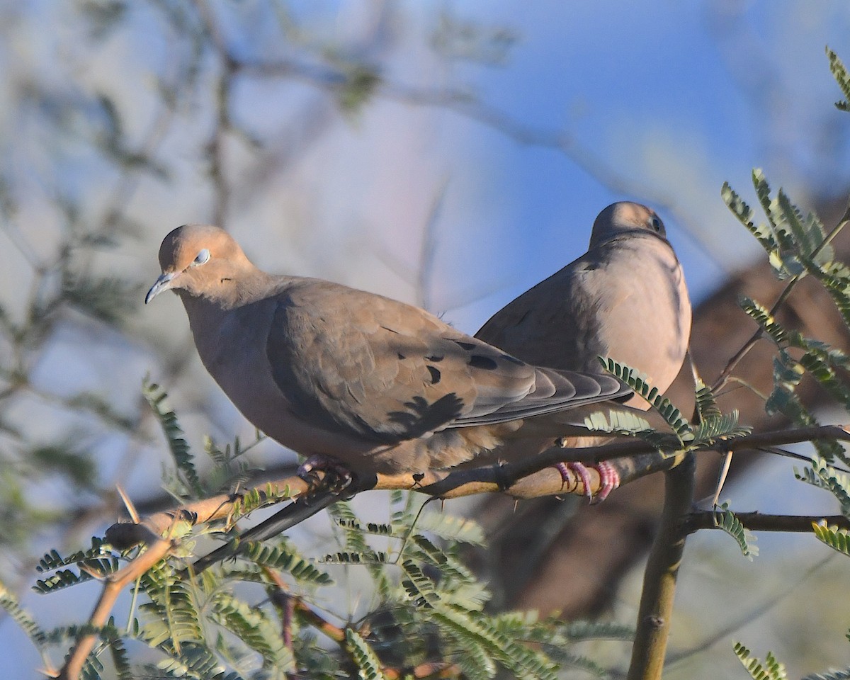 Зенаїда північна - ML645913843