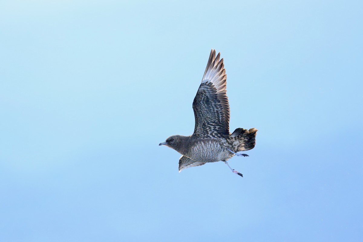 Поморник короткохвостий - ML645913844