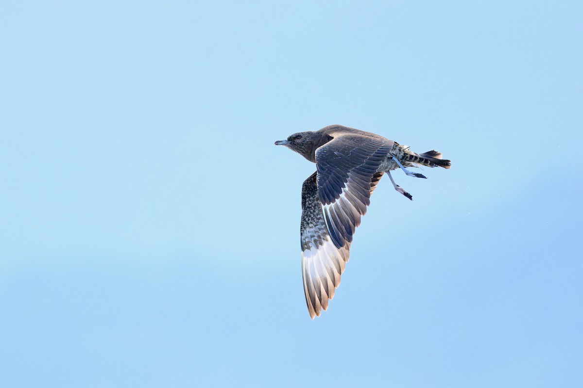 Поморник короткохвостий - ML645913845