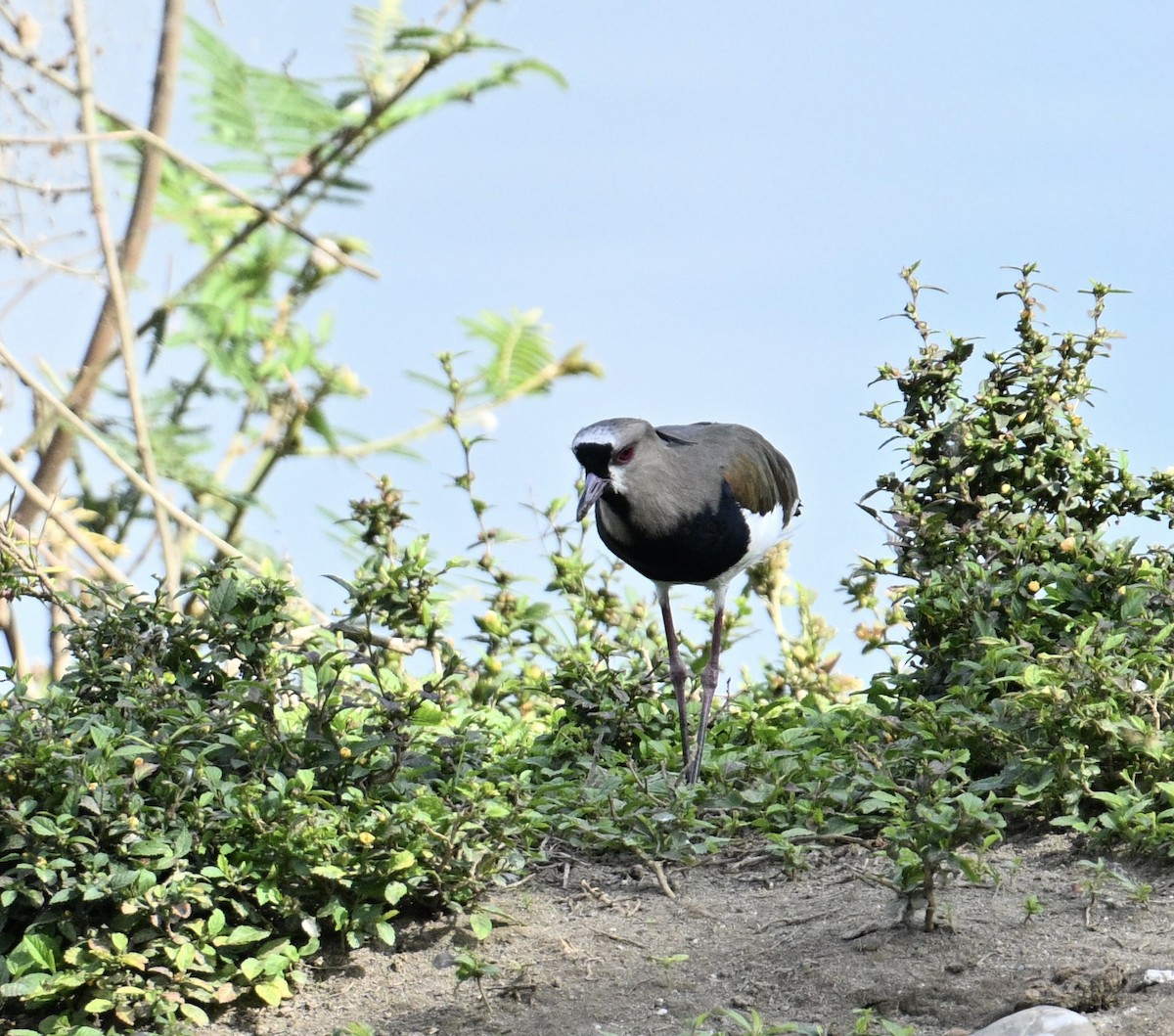 Чайка чилійська - ML645913846