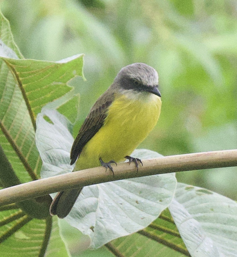 Бієнтевіо сіроголовий - ML645913847