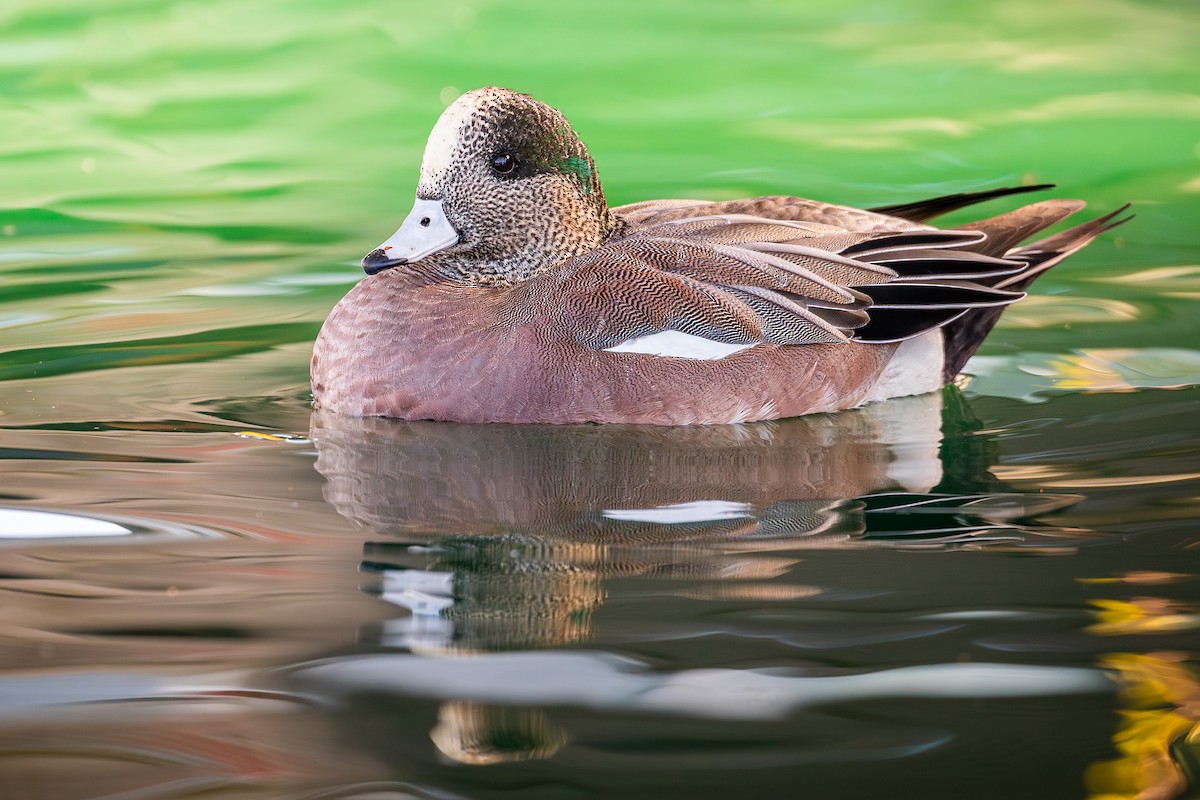 Свищ американський - ML645913848