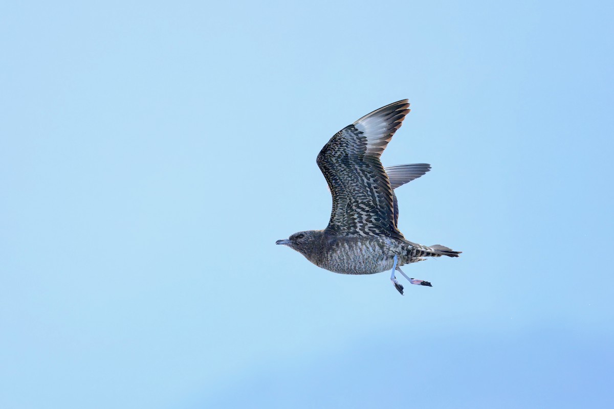 Поморник короткохвостий - ML645913849