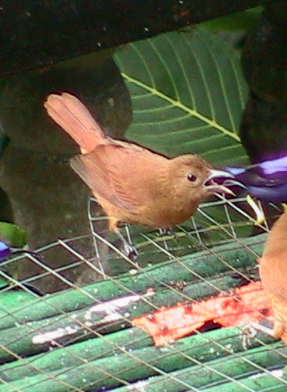 Танагра-жалібниця велика - ML645913850