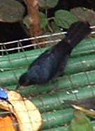 Танагра-жалібниця велика - ML645913851