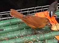 Танагра-жалібниця велика - ML645913852