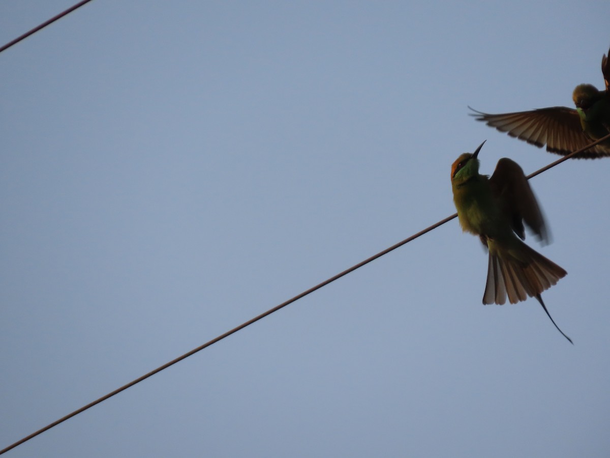 Бджолоїдка мала - ML645913853