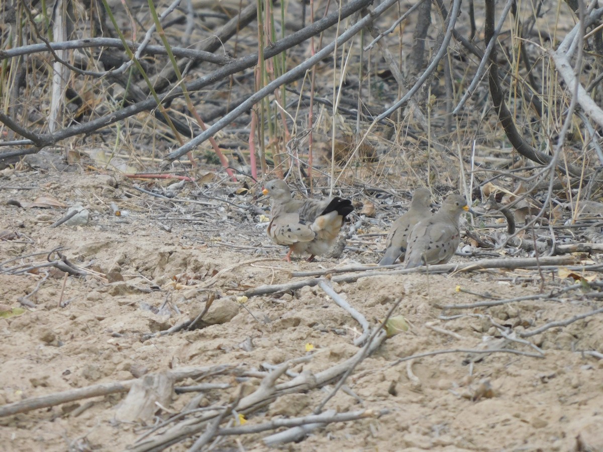 Талпакоті сіроголовий - ML645913855