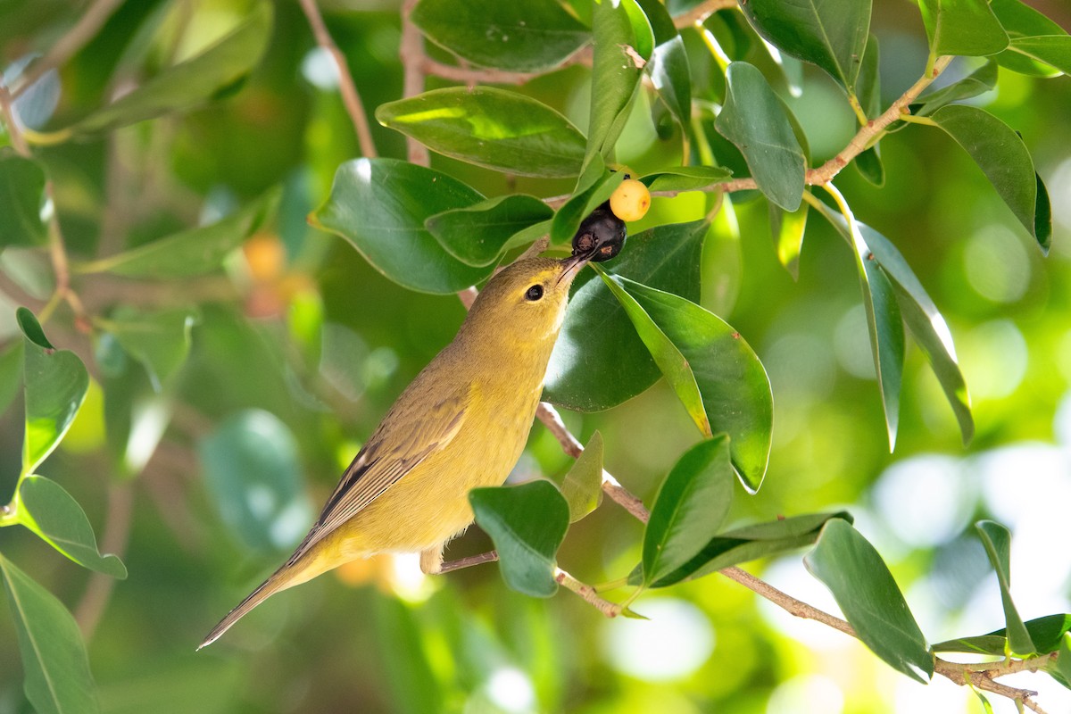 Червоїд оливковий - ML645913857