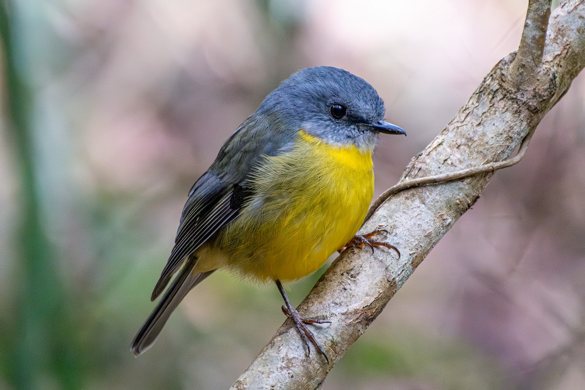 gulbrystflueskvett - ML645913858