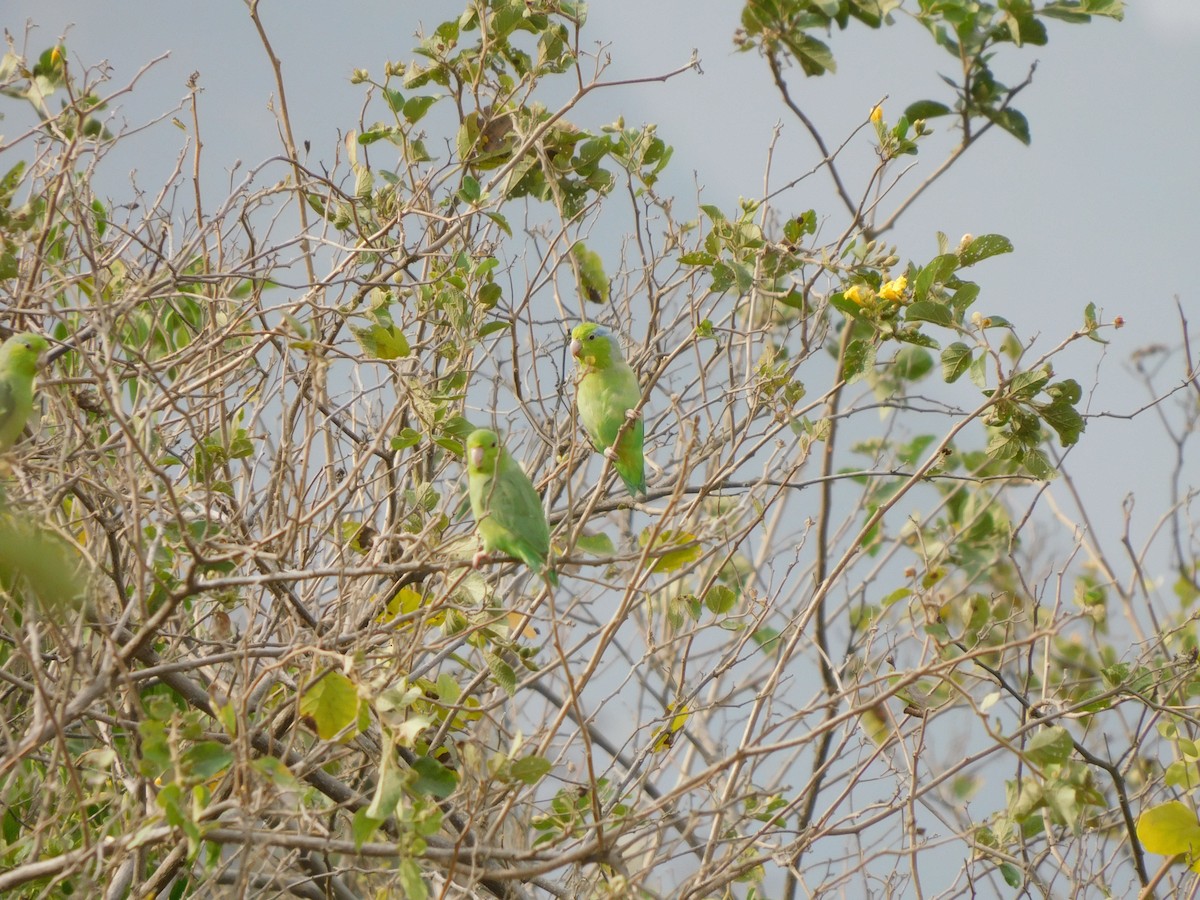 Pacific Parrotlet - ML645913862